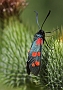 Zygaena filipendulae ( St. Jansvlinder)